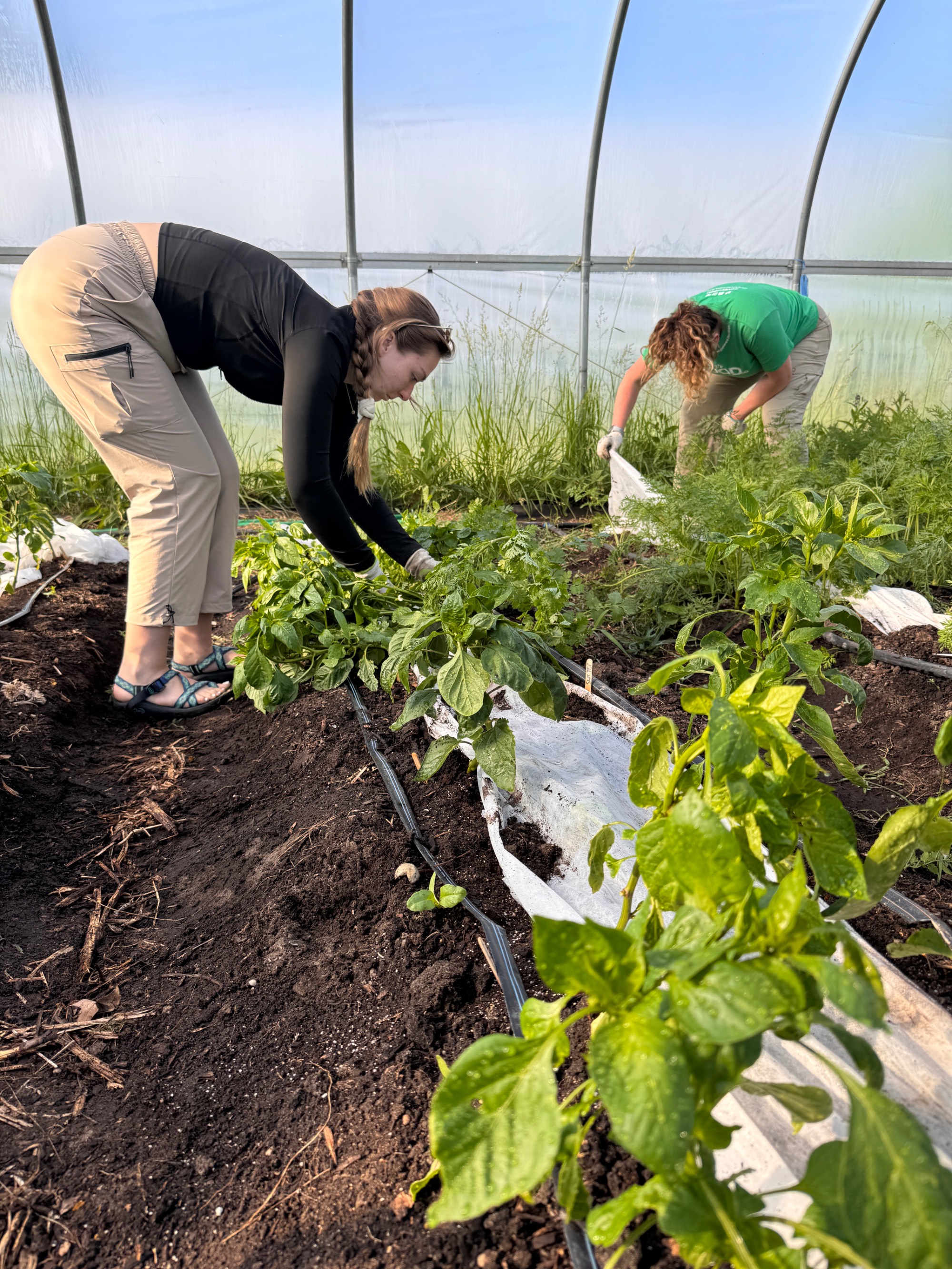 Laker Food Co. Staff volunteering on GVSU SAP farm